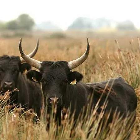 La Joliette 3* Junas